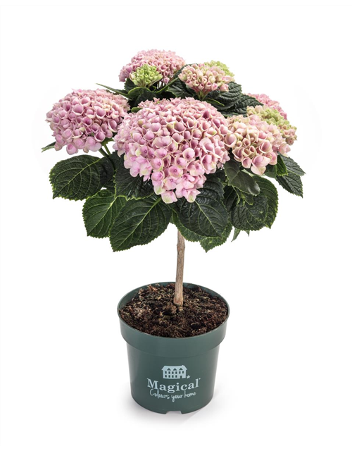 Hydrangea macrophylla Magical Flowertree