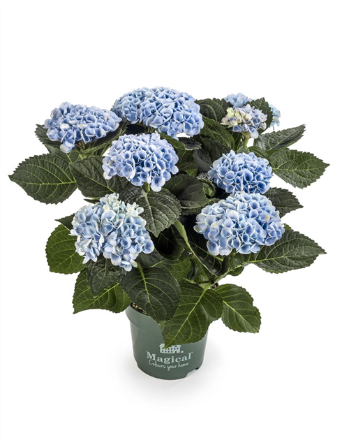 Hydrangea macrophylla Magical Revolution T12