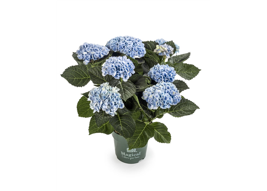 Hydrangea macrophylla Magical Revolution T12