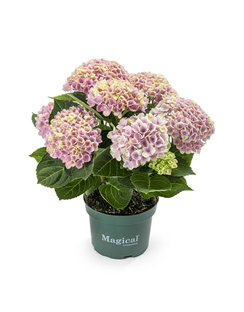 Hydrangea macrophylla Magical Revolution T10,5