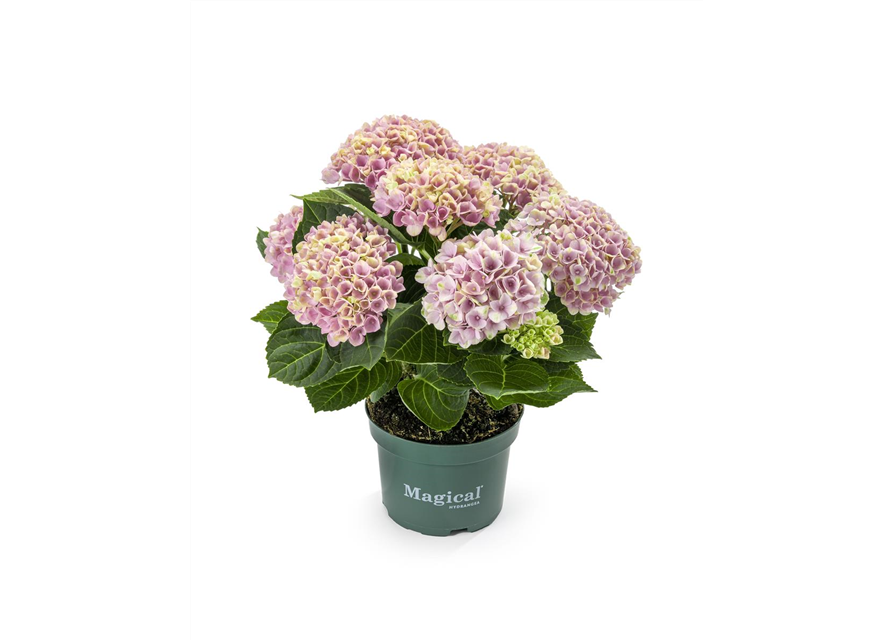 Hydrangea macrophylla Magical Revolution T10,5