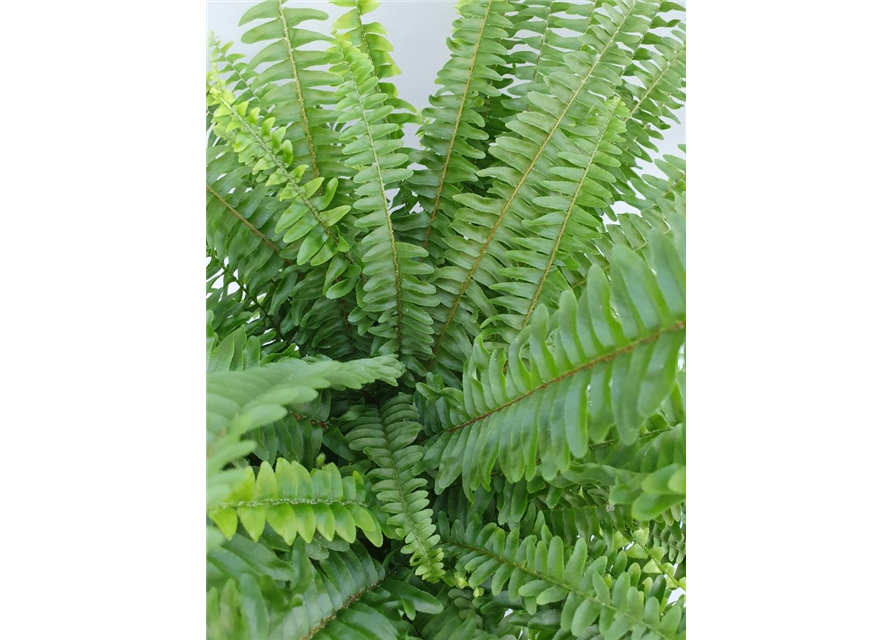 Nephrolepis exaltata Green Lady T20