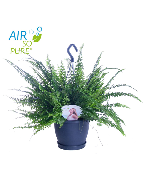 Nephrolepis exaltata Green Lady T20