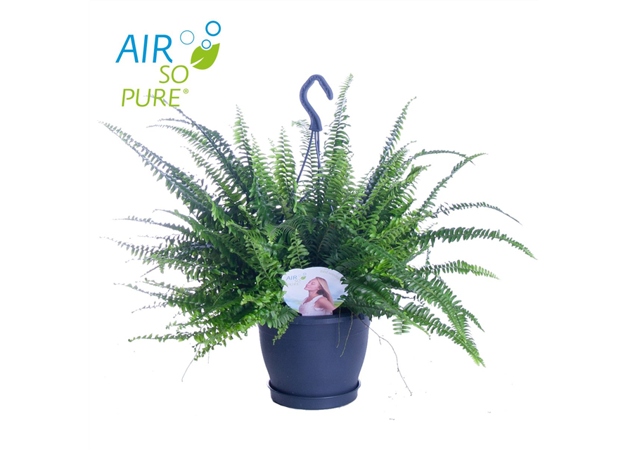 Nephrolepis exaltata Green Lady T20