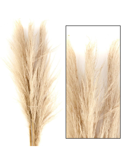 Pampas grass 115cm 3pc Trockenblumen Natural