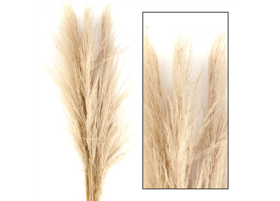 Pampas grass 115cm 3pc Trockenblumen Natural