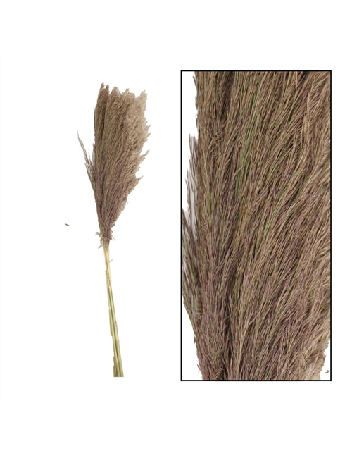 Pampas grass Jaxx 100cm 6pc Trockenblumen Natural