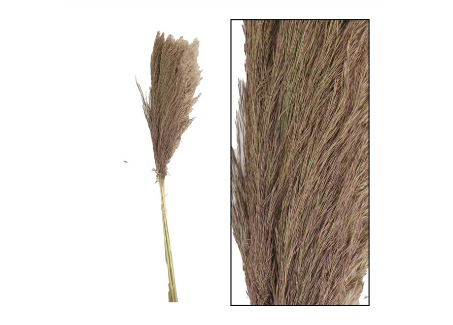 Pampas grass Jaxx 100cm 6pc Trockenblumen Natural