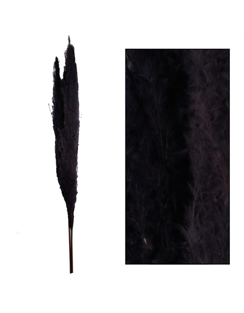 Pampas grass Jaxx 115cm 3pc Trockenblumen Black