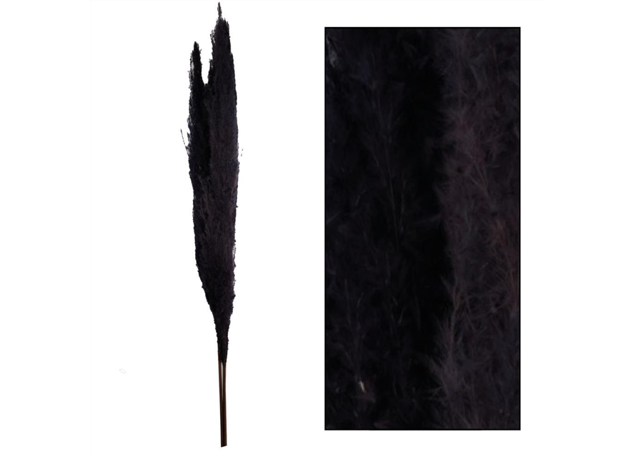 Pampas grass Jaxx 115cm 3pc Trockenblumen Black