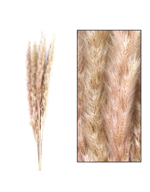 Pampas grass Jaxx 65-75cm 6pc Trockenblumen Natura