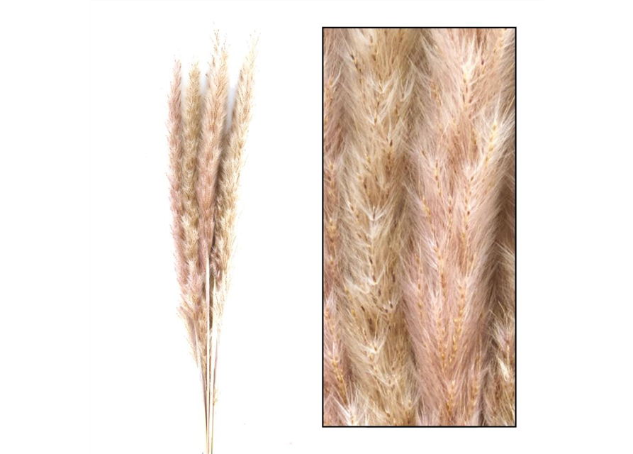 Pampas grass Jaxx 65-75cm 6pc Trockenblumen Natura