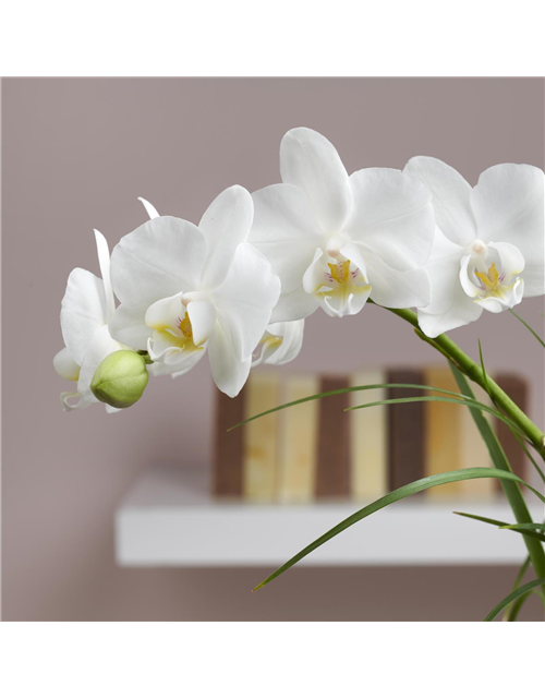 Phalaenopsis Botanico Mix 1-R T9 m. Topf