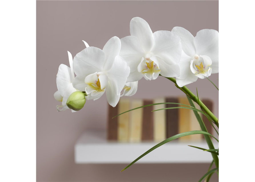 Phalaenopsis Botanico Mix 1-R T9 m. Topf