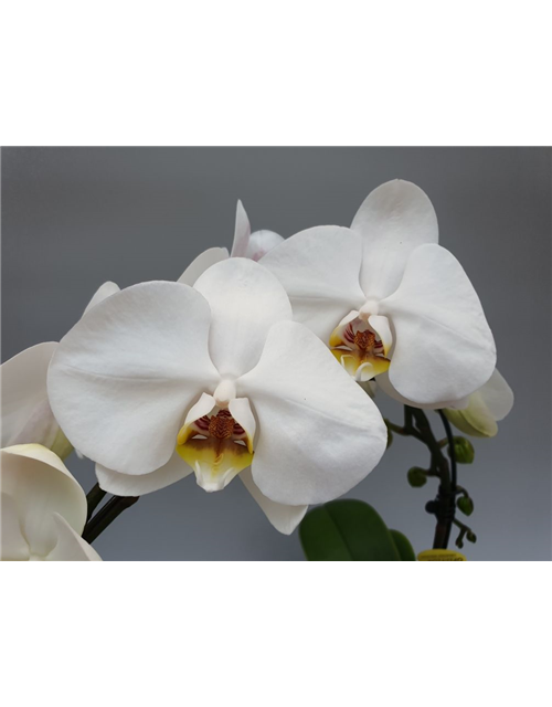 Phalaenopsis Ponto Rialto 2-R T9 m. Topf