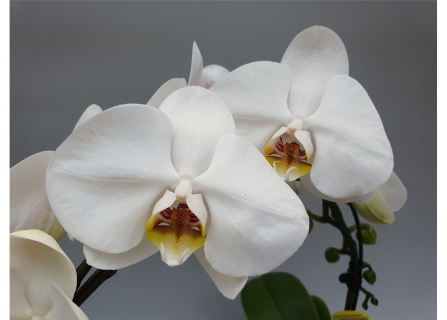 Phalaenopsis Ponto Rialto 2-R T9 m. Topf