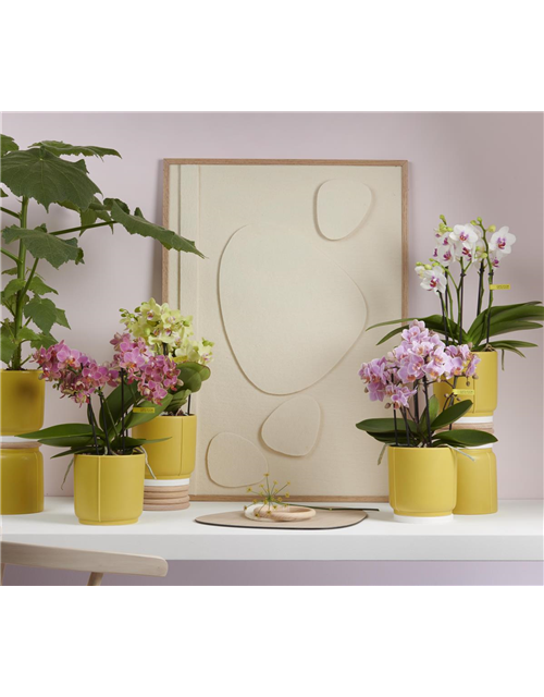 Phalaenopsis Boquetto Pinko 4-R T12