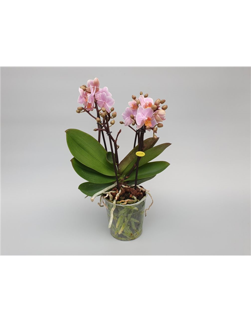 Phalaenopsis Boquetto Romantico 5-R T12