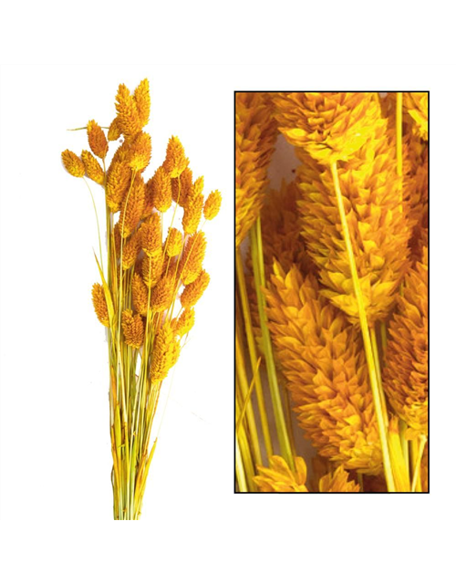 Phalaris Trockenblume Senf/Mustard