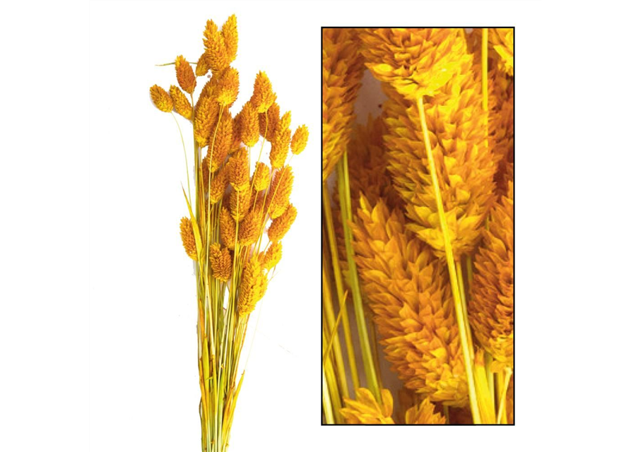 Phalaris Trockenblume Senf/Mustard