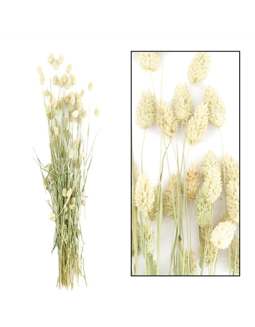 Phalaris bunch Trockenblumen Natural