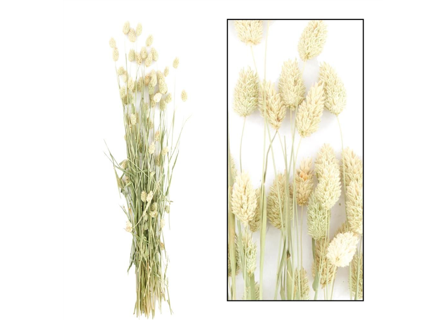 Phalaris bunch Trockenblumen Natural