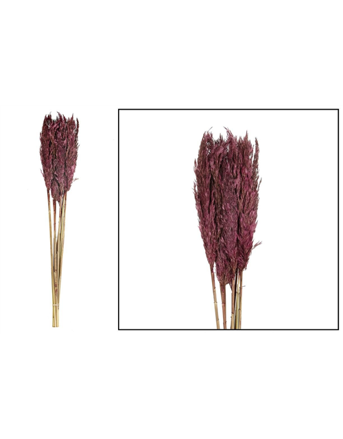 Plume reed long 105gr Trockenblumen Burgundy