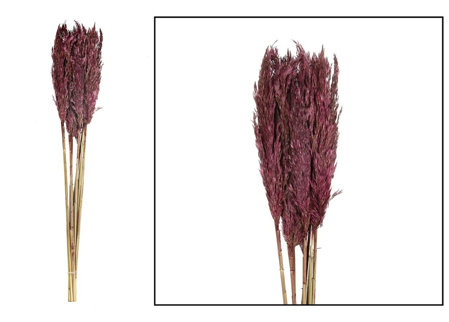 Plume reed long 105gr Trockenblumen Burgundy