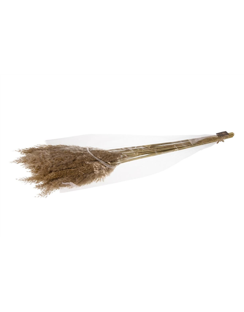 Plume reed long 110gr Trockenblumen Ivory