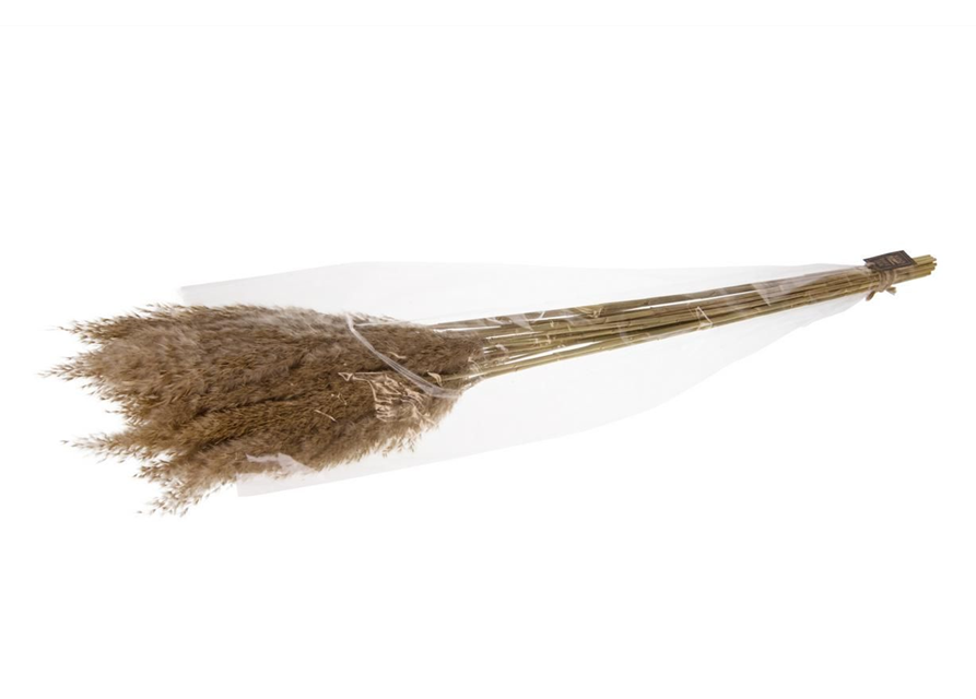 Plume reed long 110gr Trockenblumen Ivory