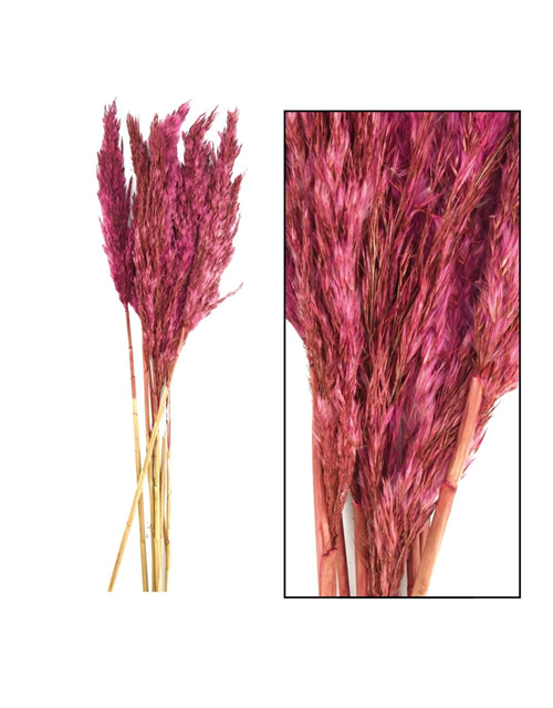 Plume reed long Kyan 70gr Trockenblumen Burgundy