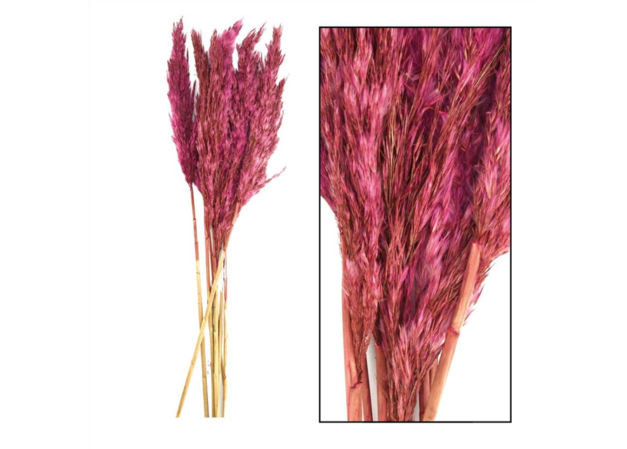 Plume reed long Kyan 70gr Trockenblumen Burgundy