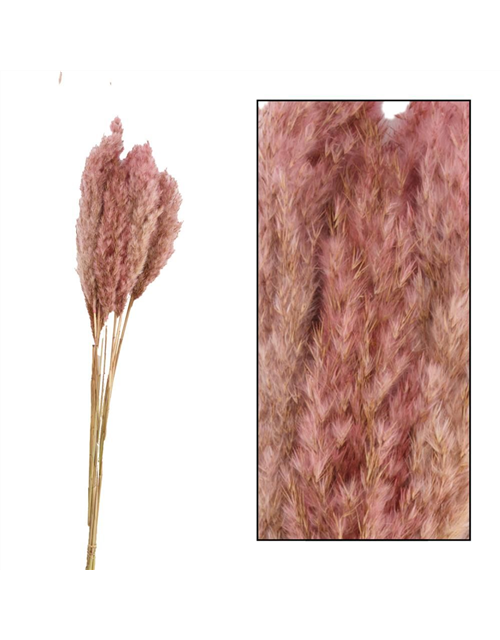 Plume reed long Kyan 70gr Trockenblumen Pink