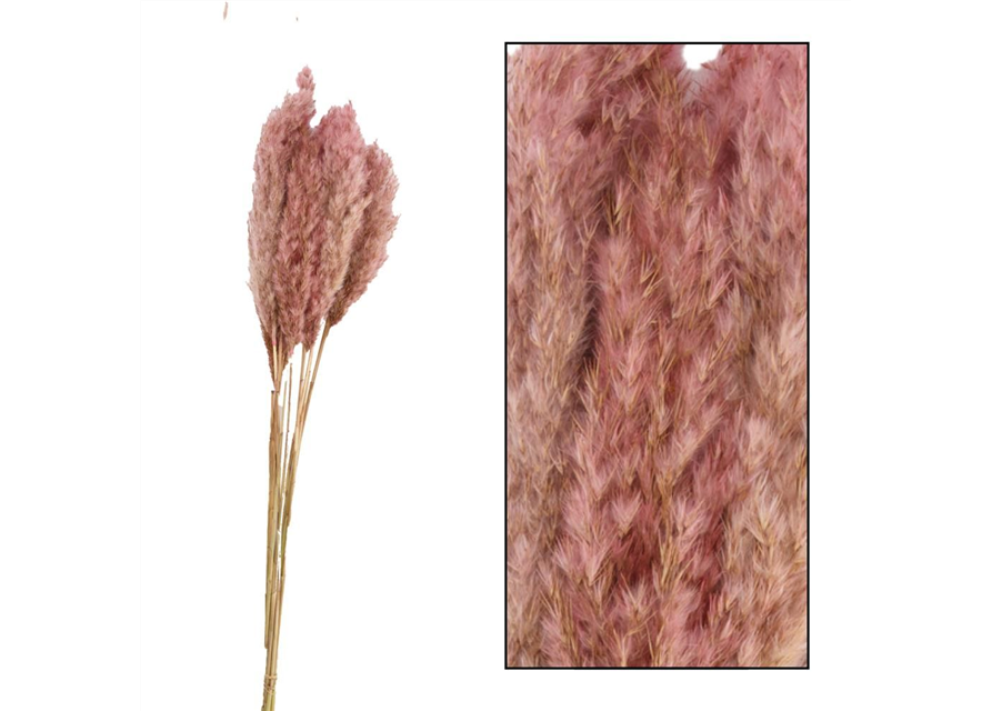 Plume reed long Kyan 70gr Trockenblumen Pink