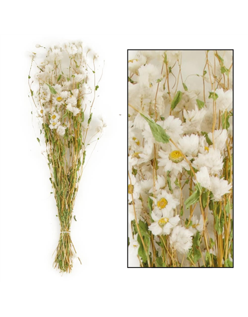 Rodanthe Trockenblumen White