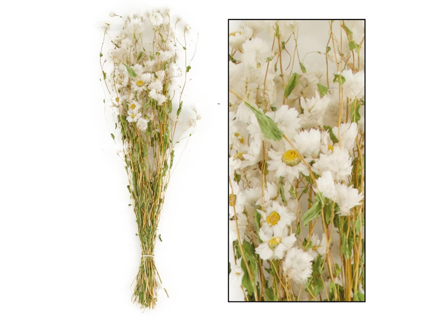 Rodanthe Trockenblumen White