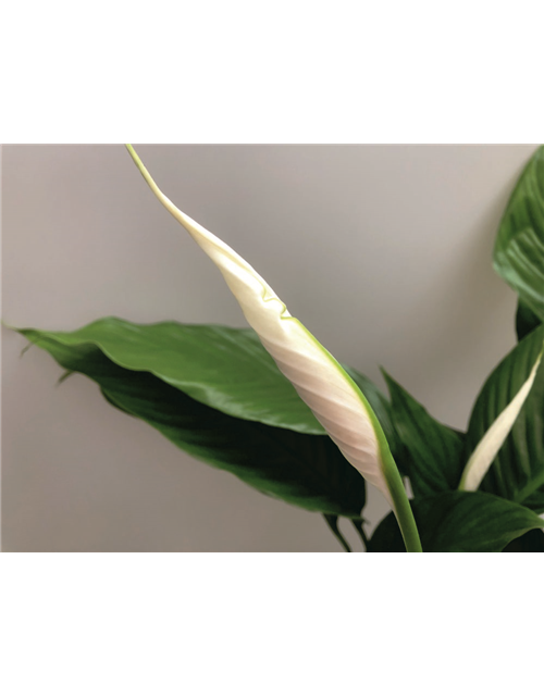 Spathiphyllum Bingo Cupido