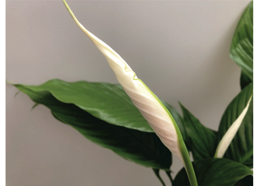 Spathiphyllum Bingo Cupido