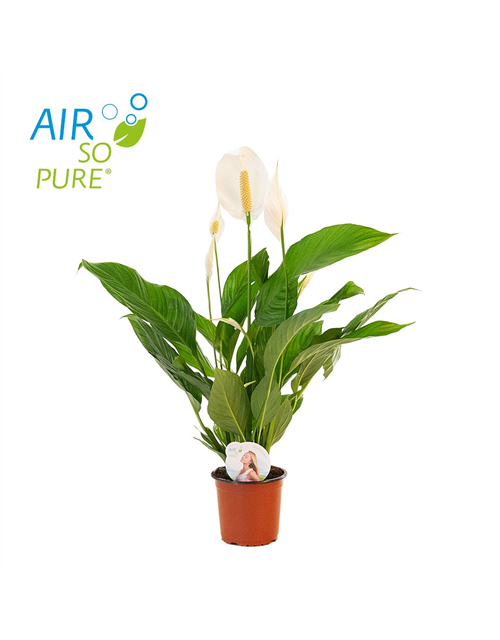 Spathiphyllum wallisii Sweet Silvio