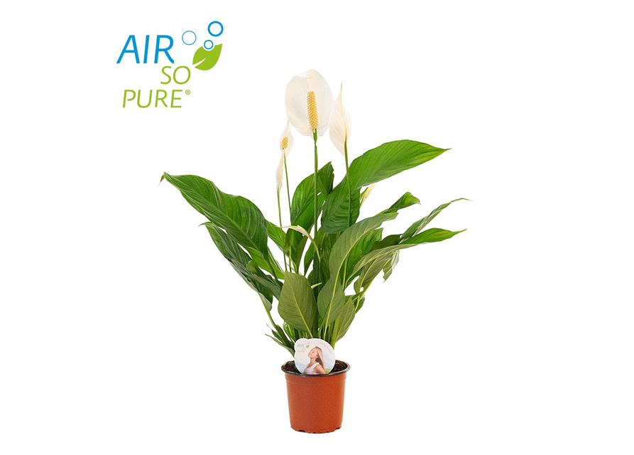 Spathiphyllum wallisii Sweet Silvio