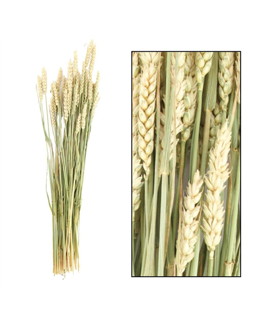 Triticum bunch Trockenblumen Natural