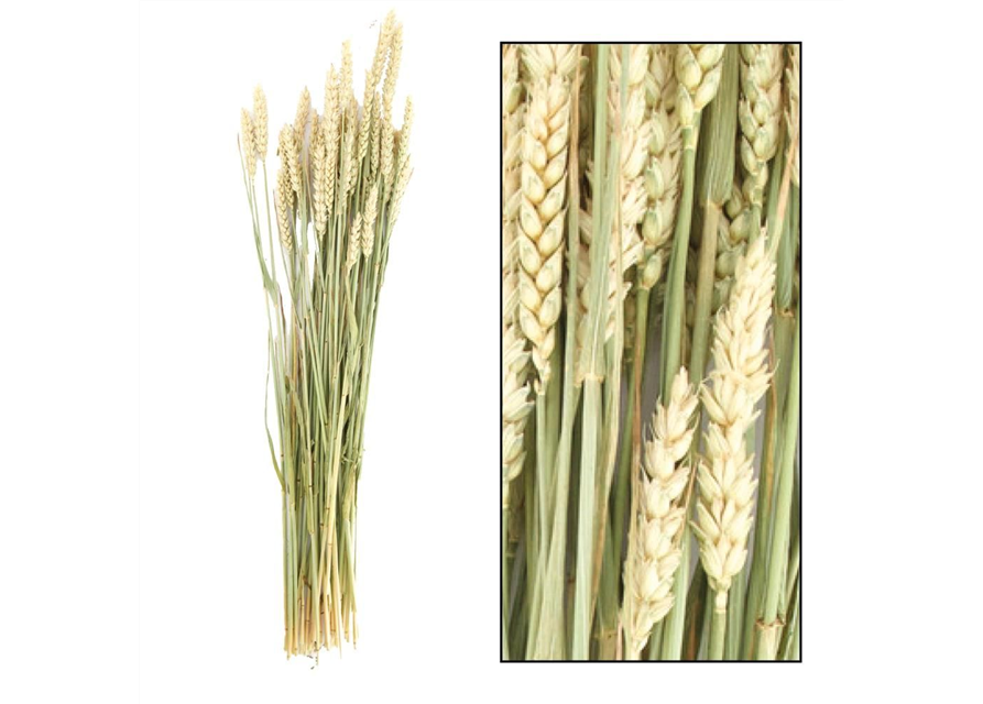 Triticum bunch Trockenblumen Natural