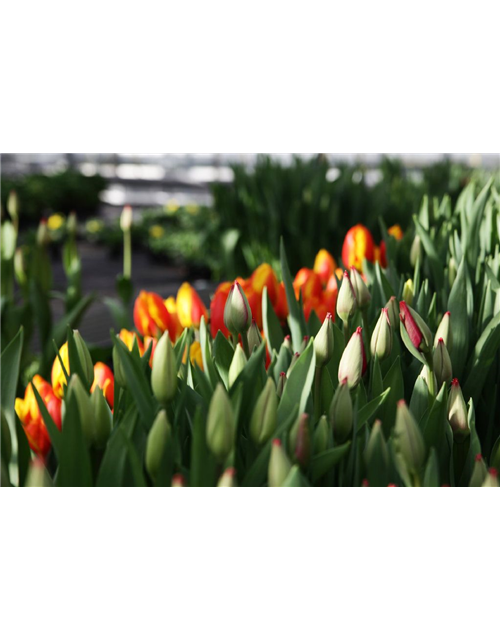 Tulpen Schnitt 10er Bund verschiedene Farben