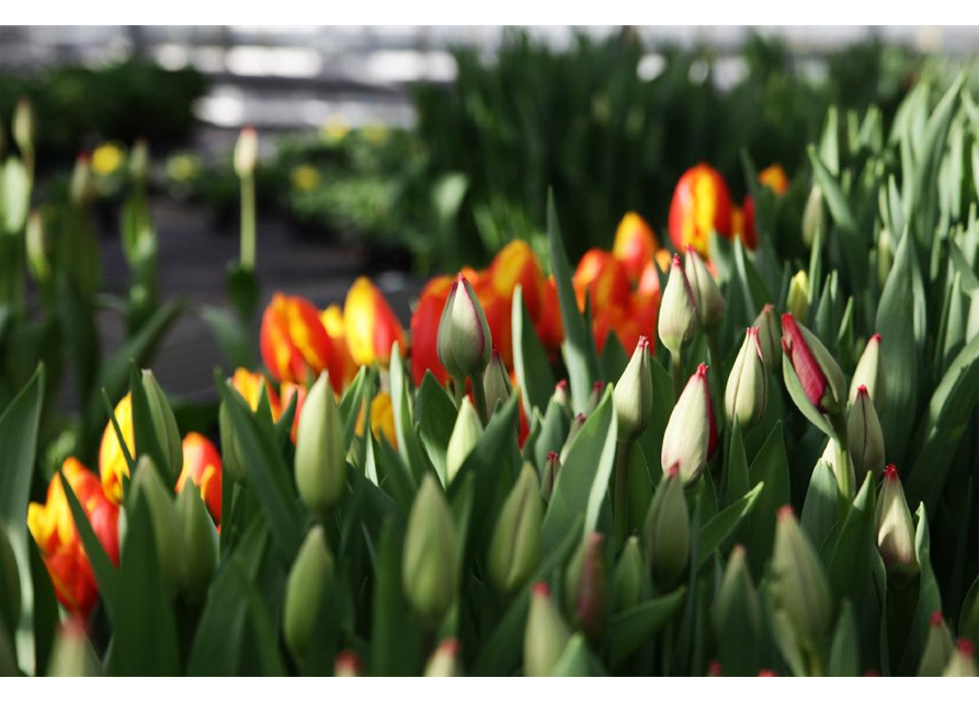 Tulpen Schnitt 10er Bund verschiedene Farben