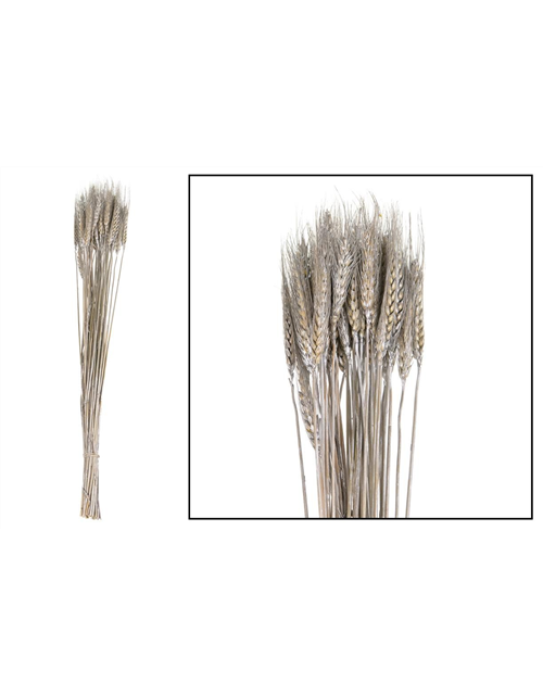 Wheat grass 60-65cm 100gr Trockenblumen Silver-Was