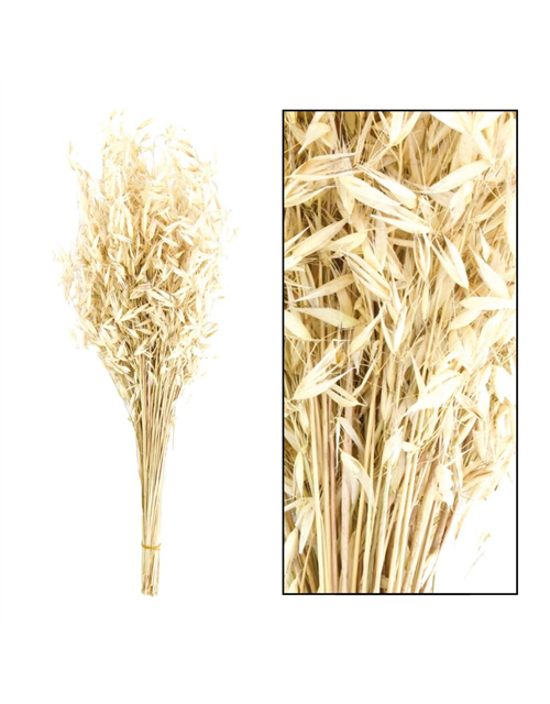 Wild avena bunch Trockenblumen Natural