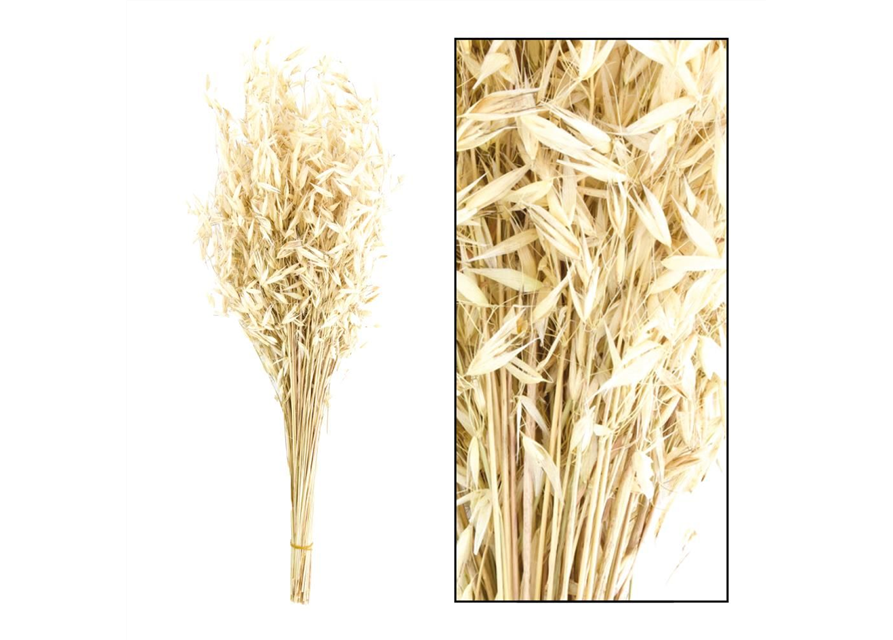 Wild avena bunch Trockenblumen Natural