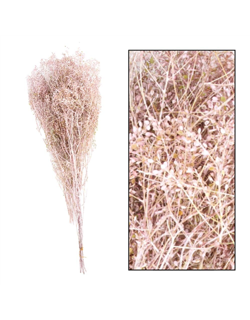 Wild lupidium bundle 60gr Trockenblumen Pink