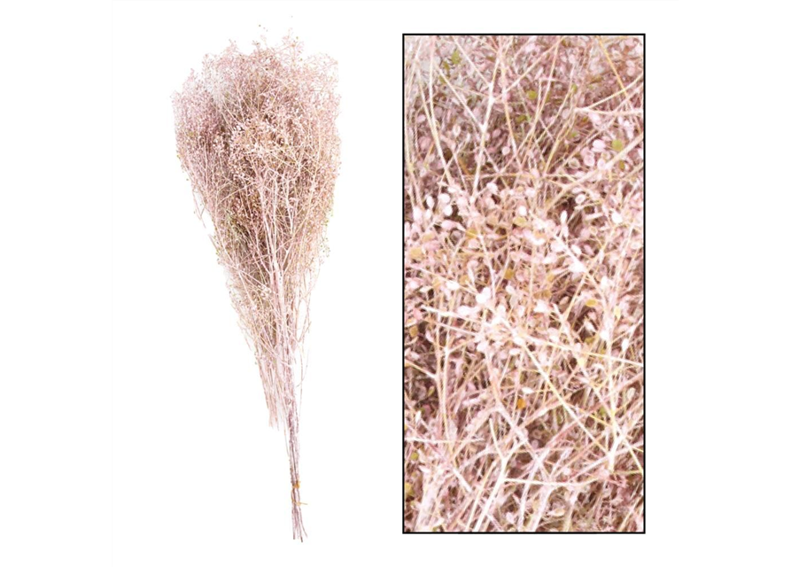 Wild lupidium bundle 60gr Trockenblumen Pink