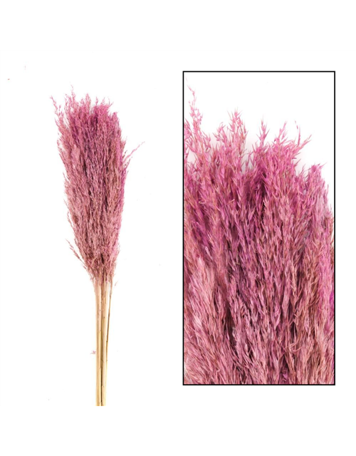 Wild reed plume Vinz 10pc 75cm Trockenblumen Pink